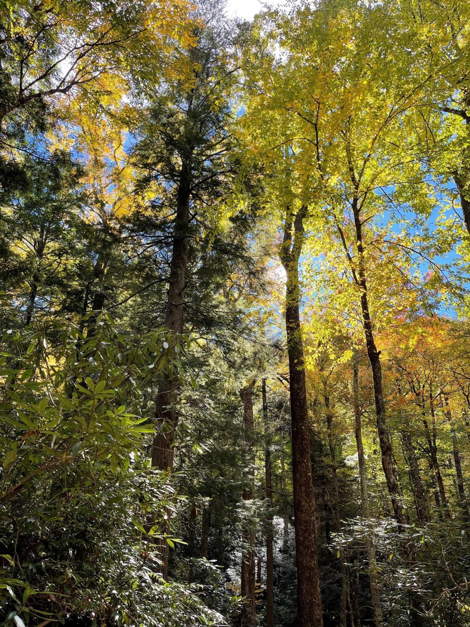 Willa Bear Necessities, Luxury 5Bd Mtn Views, Hot Tub, Many Bear Sightings Gatlinburg Zewnętrze zdjęcie