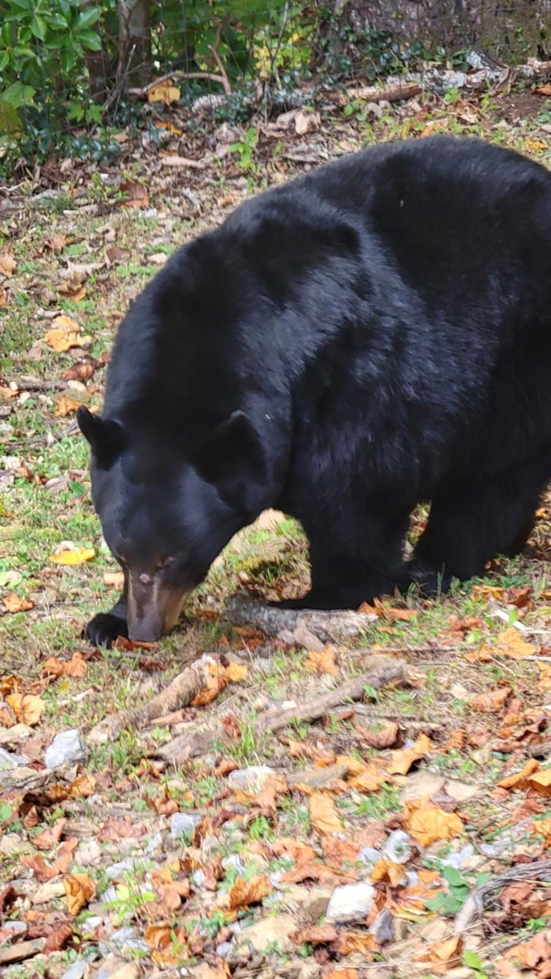 Willa Bear Necessities, Luxury 5Bd Mtn Views, Hot Tub, Many Bear Sightings Gatlinburg Zewnętrze zdjęcie