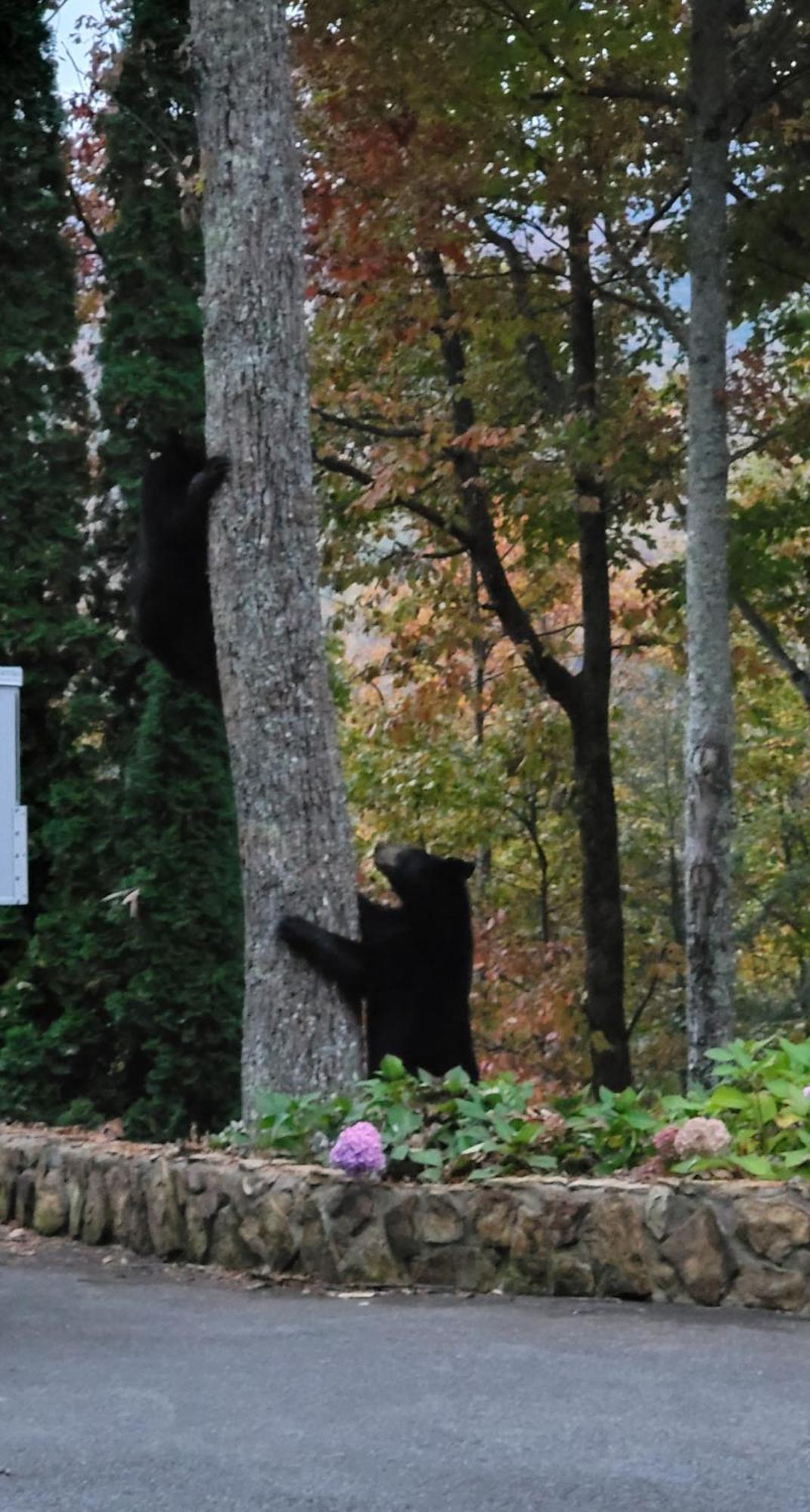 Willa Bear Necessities, Luxury 5Bd Mtn Views, Hot Tub, Many Bear Sightings Gatlinburg Zewnętrze zdjęcie