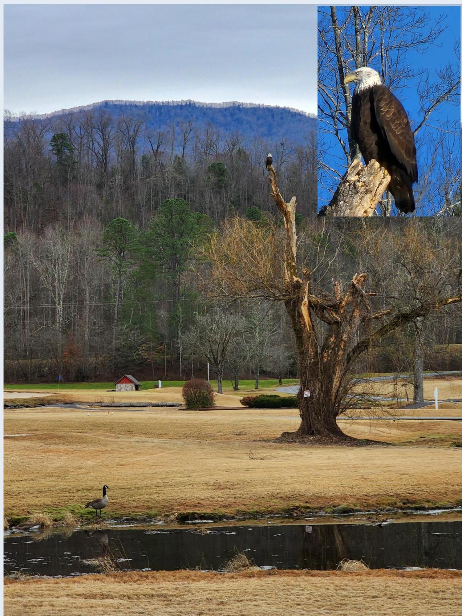 Willa Bear Necessities, Luxury 5Bd Mtn Views, Hot Tub, Many Bear Sightings Gatlinburg Zewnętrze zdjęcie