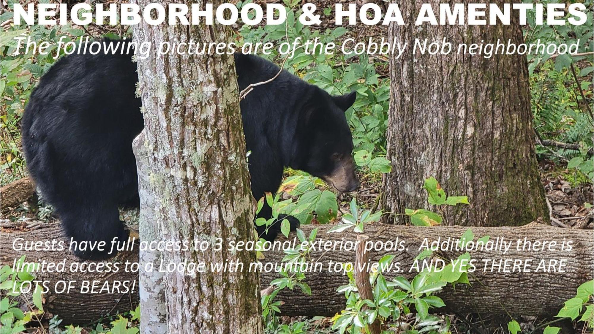 Willa Bear Necessities, Luxury 5Bd Mtn Views, Hot Tub, Many Bear Sightings Gatlinburg Zewnętrze zdjęcie